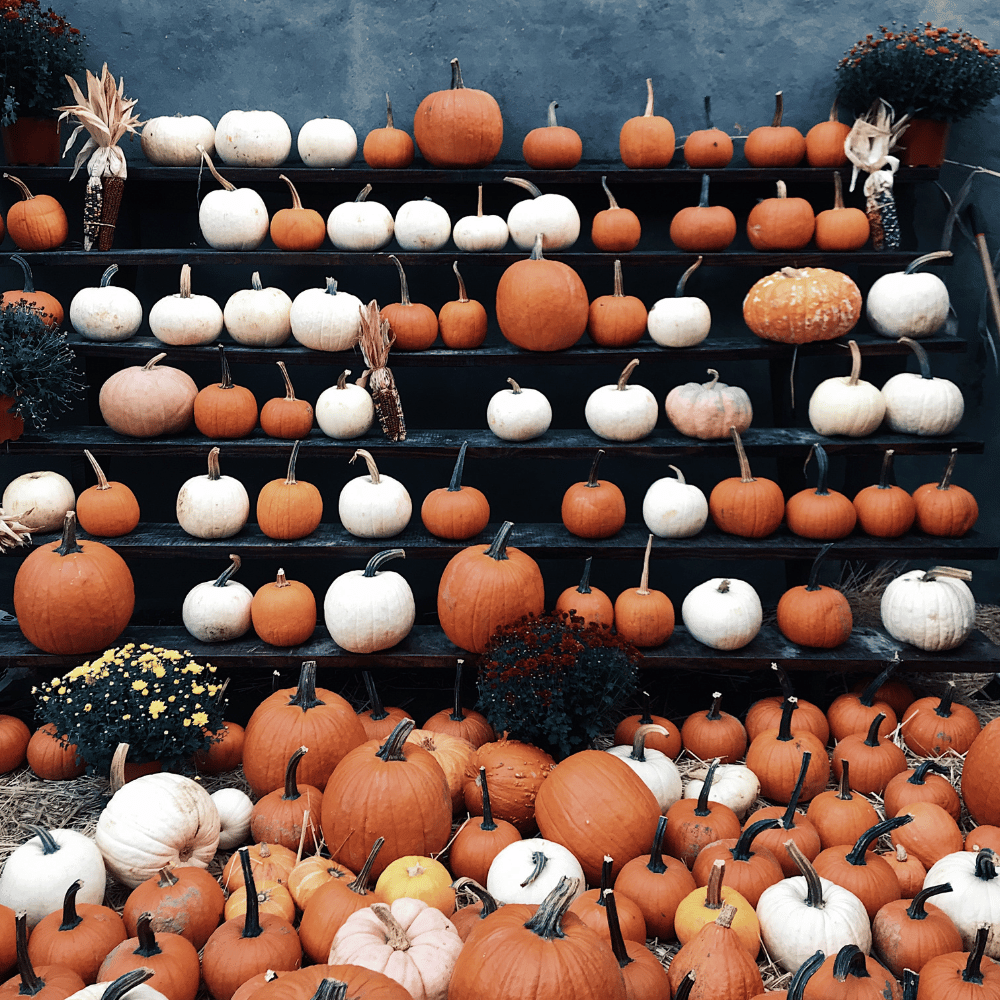 Wall of Pumpkins!