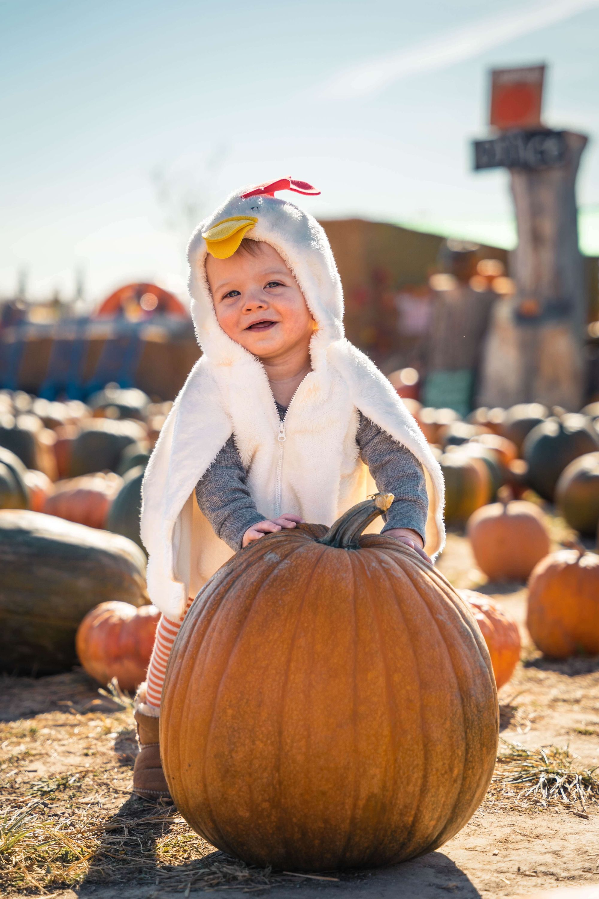 Baby in Pumpkin Patch!