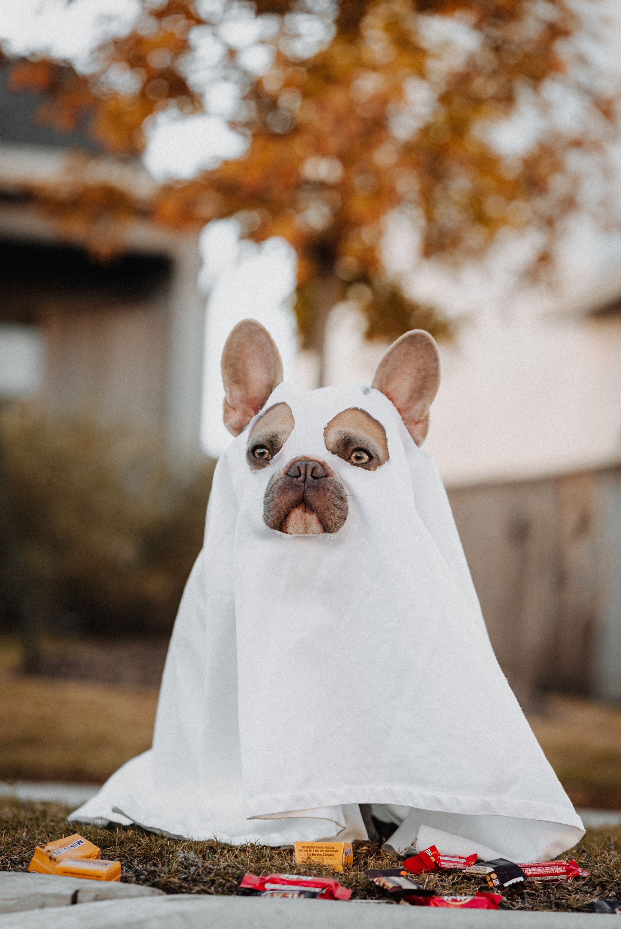 Dog in Costume!