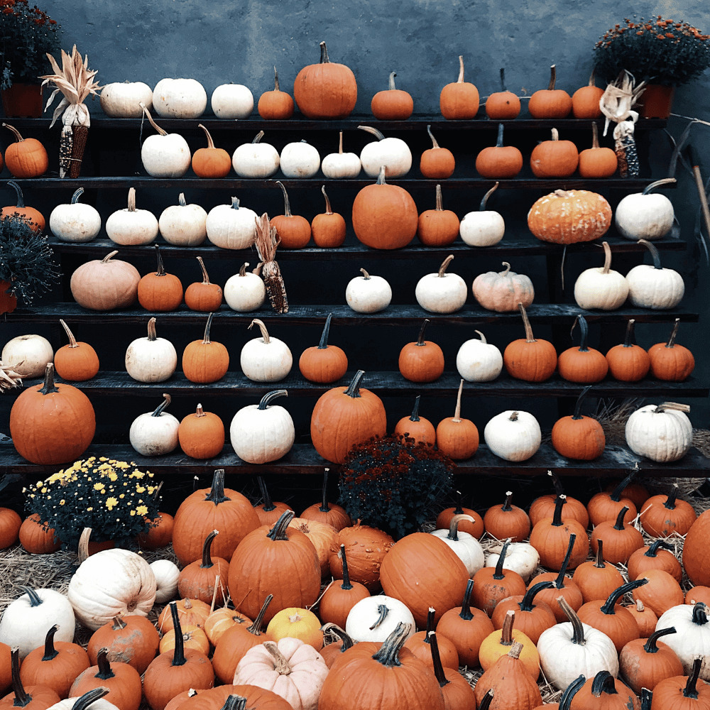 Pumpkin Decorations!
