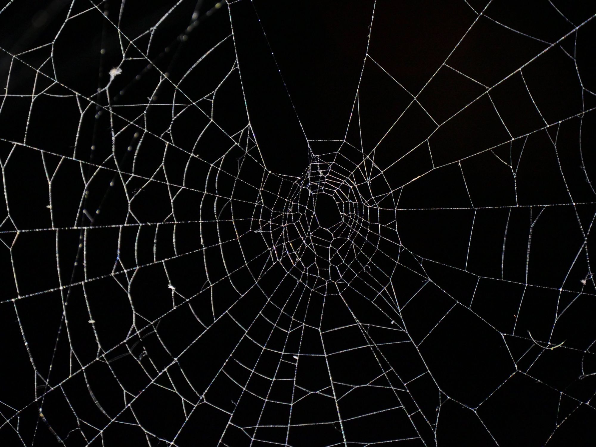 Spider Web!