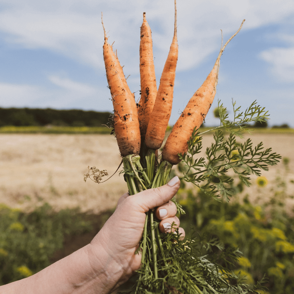 Does the Ninja food processor grate carrots?