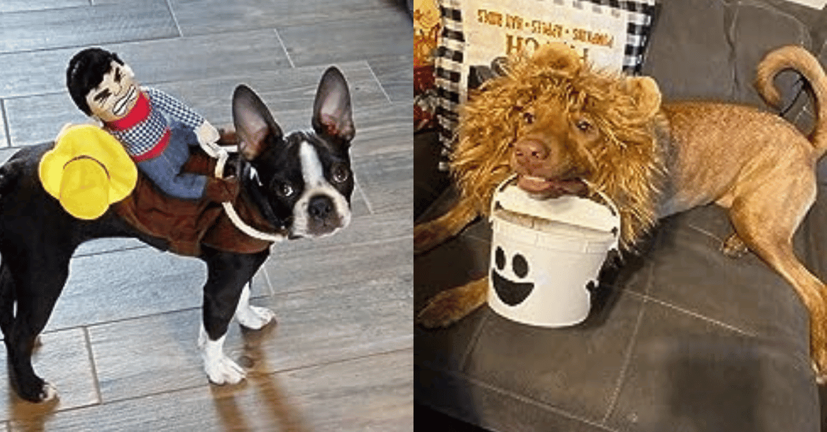 Dog Halloween Costume!
